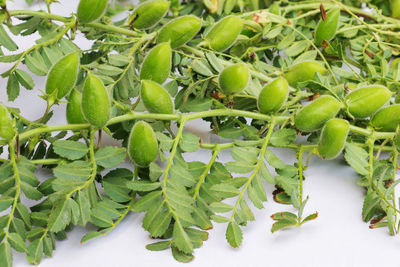 Close-up of fruits growing on tree