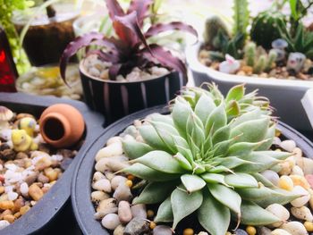 Close-up of potted plant
