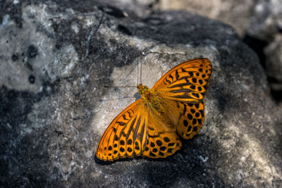 High angle view of butterfly on rock