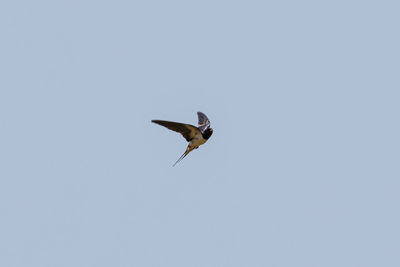 Low angle view of bird flying against clear sky