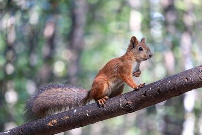 Squirrel on a tree