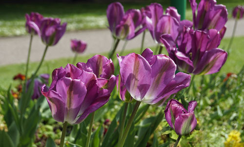 Close-up of purple crocus flowers on field