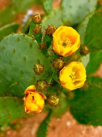 Close-up of insect on yellow flower