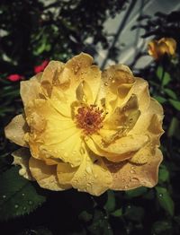 Close-up of wet yellow flower blooming outdoors