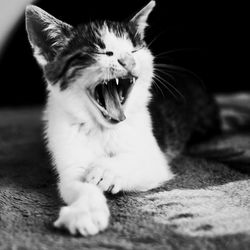 Close-up of cat yawning on rug