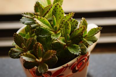 Close-up of succulent plant on table