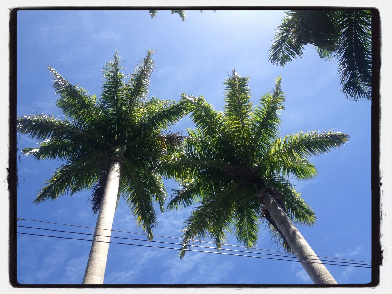 low angle view, tree, transfer print, blue, sky, auto post production filter, palm tree, growth, sunlight, nature, day, cloud, green color, tranquility, outdoors, power line, no people, connection, cloud - sky, tall - high