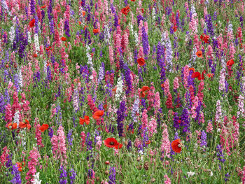 Full frame shot of flowers blooming in field