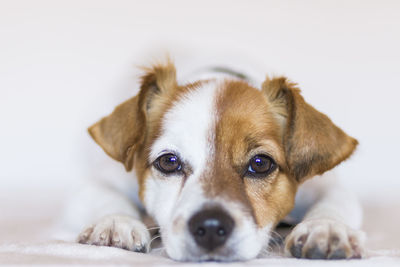 Close-up portrait of dog