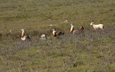 Flock of birds on the field