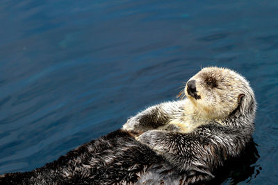 High angle view of otter swimming in lake on sunny day