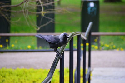 Close-up of bird perching on railing