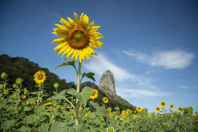 the Sunflower