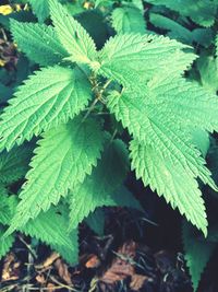 Close-up of fresh green plant