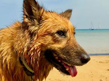 Close-up of a dog looking away