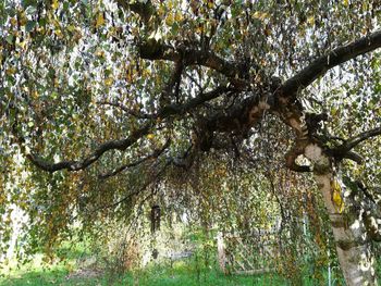 Low angle view of flowering tree