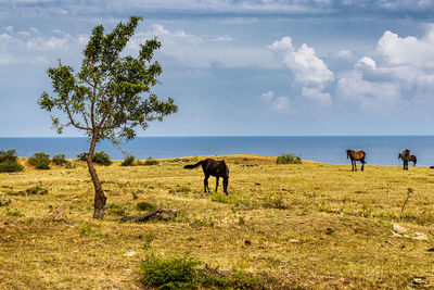 Horses on a field at cape emine