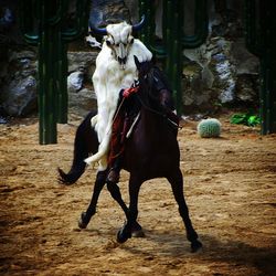 Close-up of goat