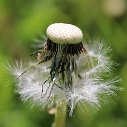 Close-up of dandelion on plant