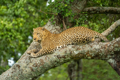 Leopard rests on lichen-covered tree looking down