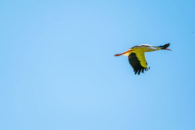 Low angle view of bird flying