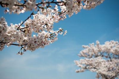 Low angle view of cherry blossoms in spring