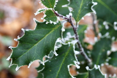 Close-up of wet plant leaves