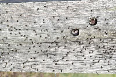 Close-up of wood