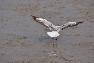 Seagull flying over a bird