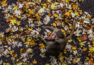 autumn