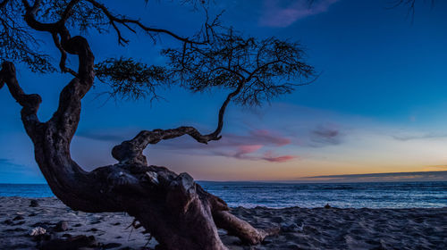 Solitary tree on beach during sunset in maui, hawaii, usa