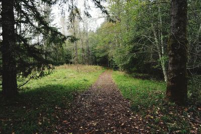 Footpath amidst trees in forest