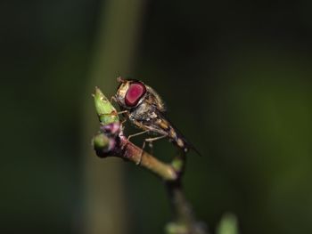 Close-up of insect