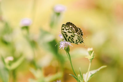 beauty in nature