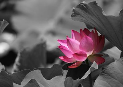 Close-up of pink lotus water lily