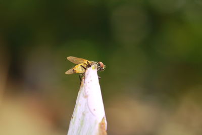 Close-up of insect on flower