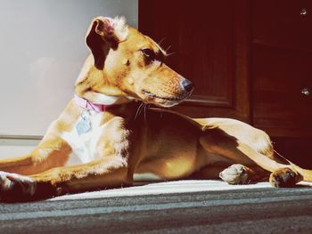 Close-up of dog sitting