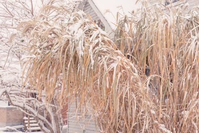 Close-up of dry plants on snow covered field