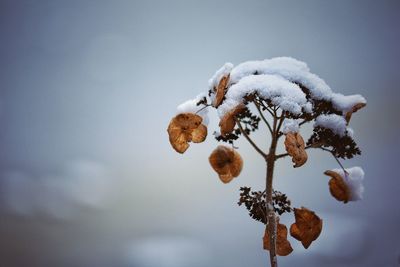 Close-up of snow covered tree against sky