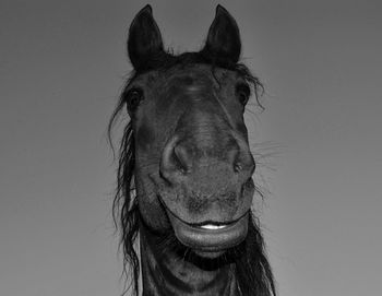 Portrait of horse against clear sky