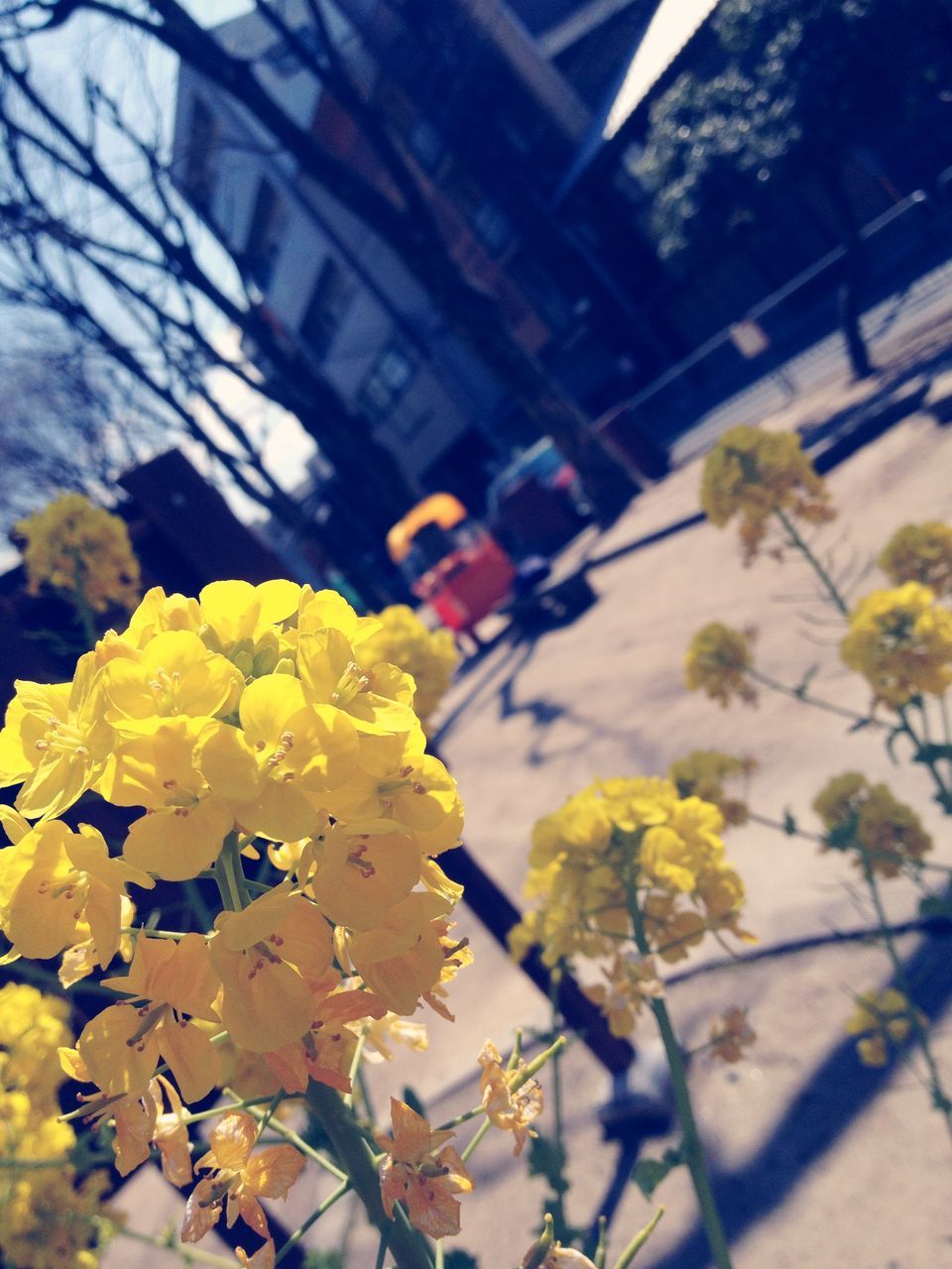 flower, yellow, built structure, architecture, fragility, freshness, sunlight, building exterior, focus on foreground, day, plant, petal, outdoors, growth, high angle view, nature, unrecognizable person, street