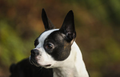 Close-up of boston terrier looking away