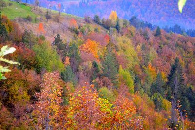 Full frame shot of trees with mountain in background