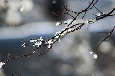 Close-up of cherry blossoms on branch