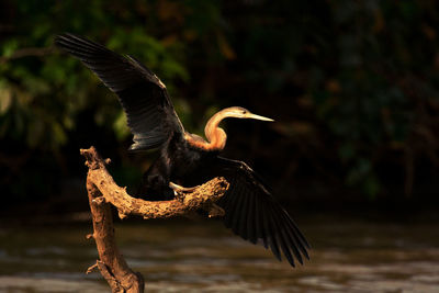 An african darter, anhinga rufa, in the baobolong national park, gambia, africa.