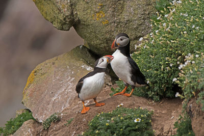 Close-up of bird perching on rock