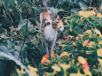 View of a cat on land