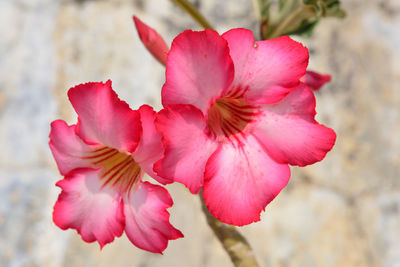 Close-up of pink rose flower