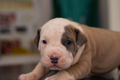 Close-up portrait of puppy