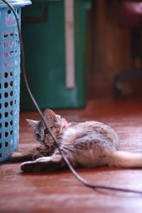 Cat lying on table at home